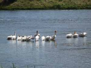Pelicans along the Madison.